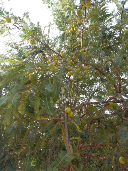 植物名称是Amla Fruit Gooseberry Fruit Fruit — 图库照片