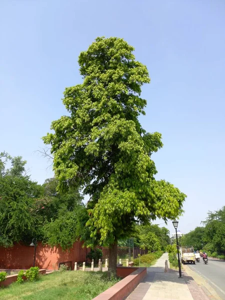 Plant Name Ashoka Ashopalava — Stock Photo, Image