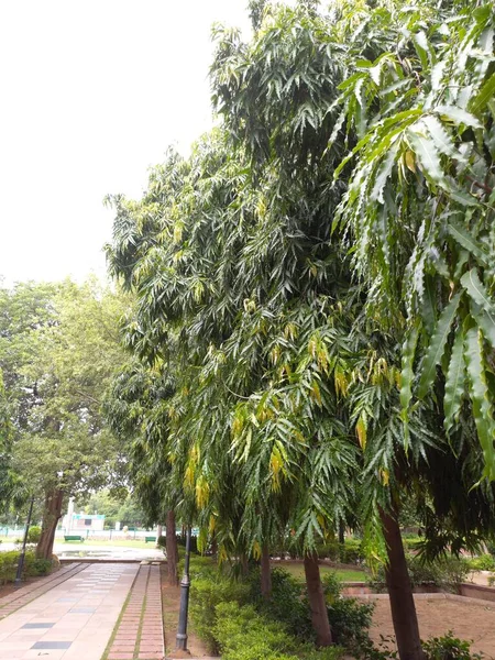 Bitki Adı Ashoka Ashopalava — Stok fotoğraf