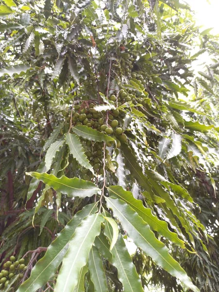 Bitki Adı Ashoka Ashopalava — Stok fotoğraf