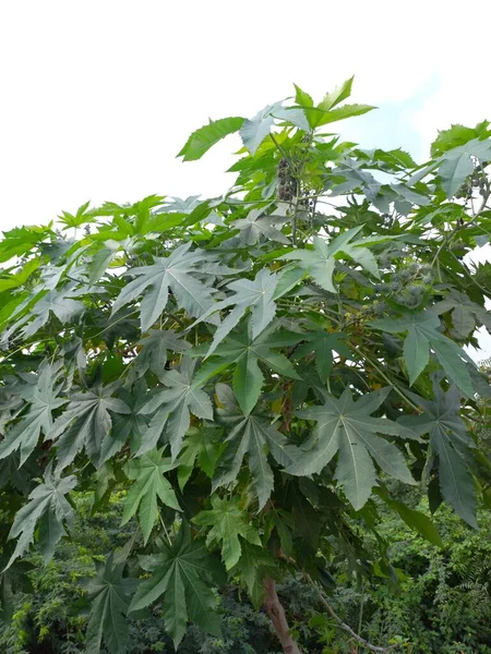 Nama Tanaman Adalah Arandi Kacang Jarak — Stok Foto