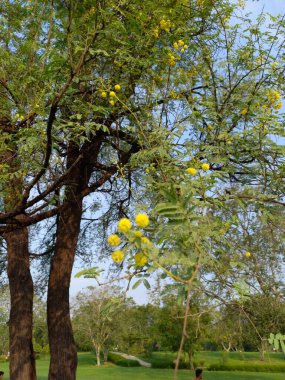 Bitki adı babun, sakız Arapça 