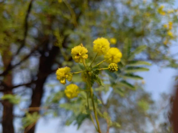 Nome Planta Bakul Goma Árabe — Fotografia de Stock