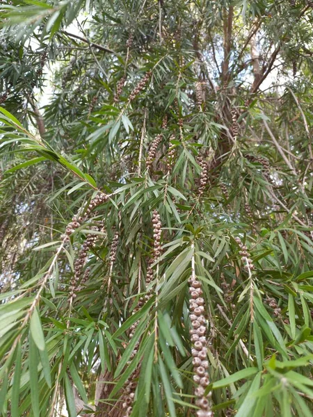 Nama Tanaman Adalah Sikat Botol Pipi Callostemon — Stok Foto