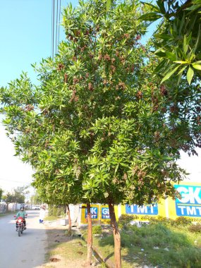 bitkinin adı conocarpus erectus, düğme ağacı.