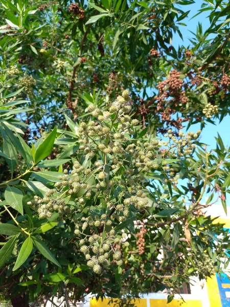Nazwa Rośliny Conocarpus Erectus Buttonwood — Zdjęcie stockowe