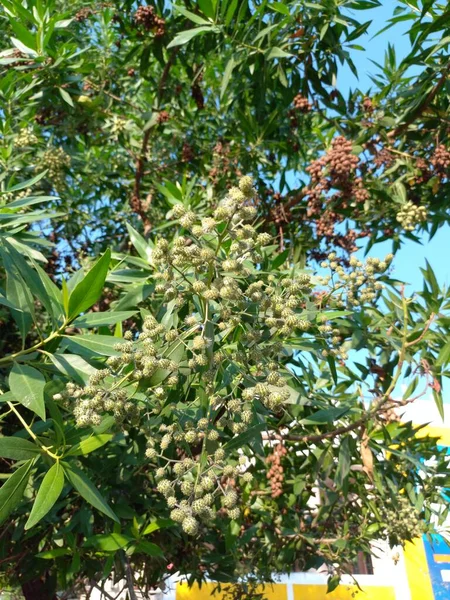 Название Растения Conocarpus Erectus Buttonwood — стоковое фото