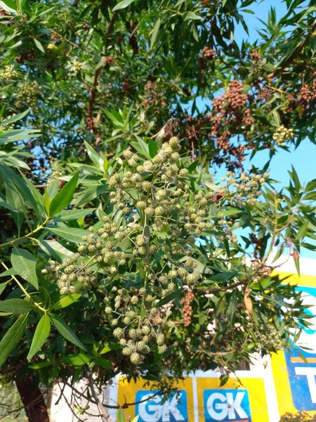 Nama Tanaman Adalah Conocarpus Erectus Buttonwood — Stok Foto