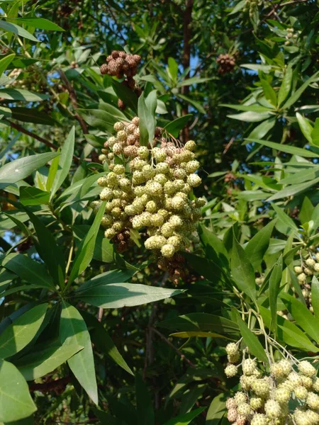Название Растения Conocarpus Erectus Buttonwood — стоковое фото