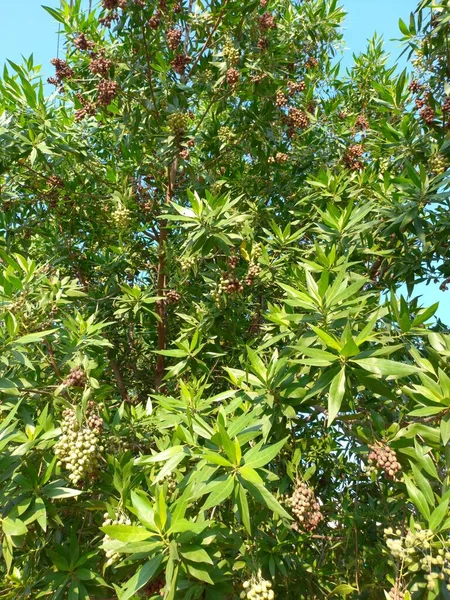 Название Растения Conocarpus Erectus Buttonwood — стоковое фото