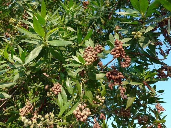 Nazwa Rośliny Conocarpus Erectus Buttonwood — Zdjęcie stockowe