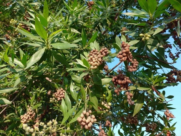 Название Растения Conocarpus Erectus Buttonwood — стоковое фото