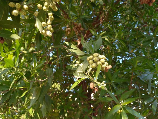 Όνομα Του Φυτού Είναι Conocarpus Erectus Buttwood — Φωτογραφία Αρχείου