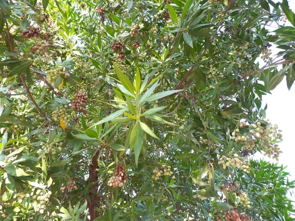 Plant Name Conocarpus Erectus Buttonwood — Stock Photo, Image