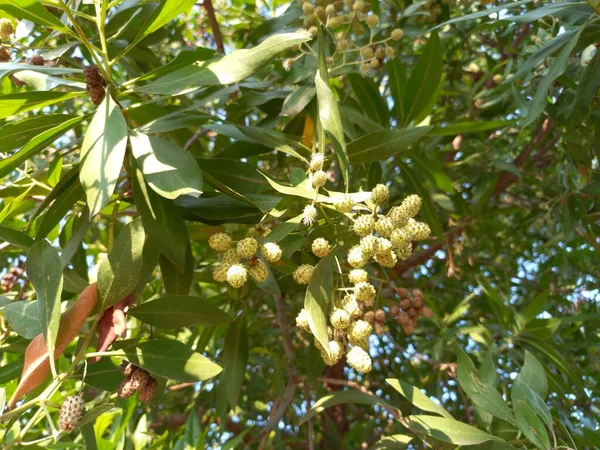 Название Растения Conocarpus Erectus Buttonwood — стоковое фото