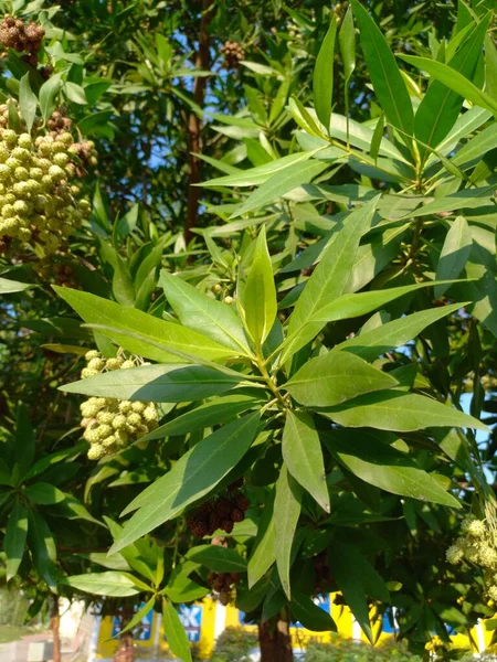Nama Tanaman Adalah Conocarpus Erectus Buttonwood — Stok Foto
