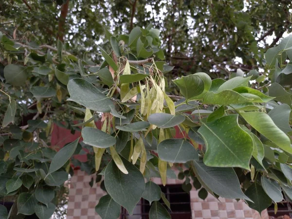 Nazwa Rośliny Shisham Tali — Zdjęcie stockowe