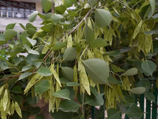 Nombre Planta Shisham Tali — Foto de Stock