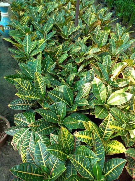 Nombre Planta Crotons Codiaeum Variegatum — Foto de Stock