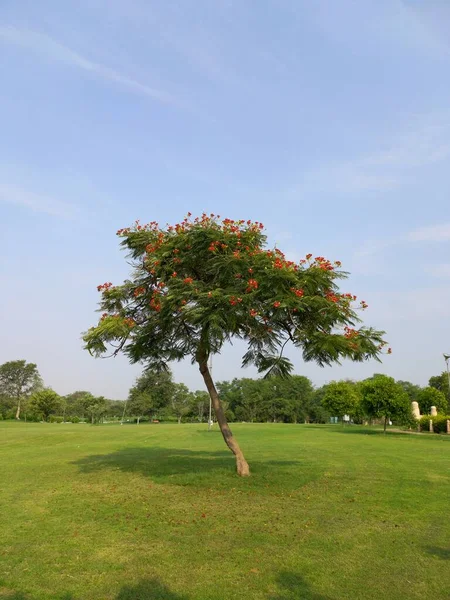 Ονομασία Του Φυτού Είναι Gulmohar Delonix Regia — Φωτογραφία Αρχείου