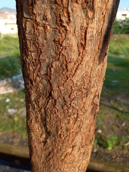 Nome Della Pianta Conocarpus Erectus Legno Abete Fotografia Stock