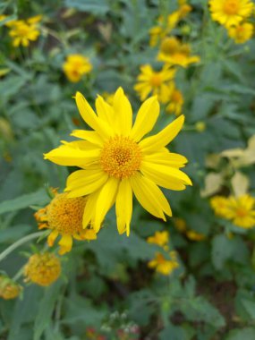 bitki adı altın Crownbeard, altın ot