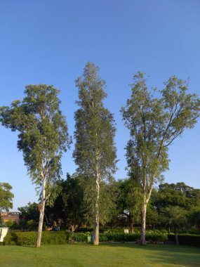 bitkinin adı Okaliptüs globulus, safeda
