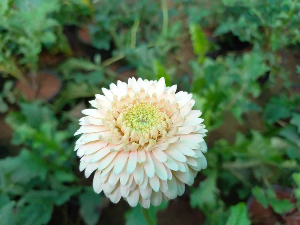 Nombre Planta Gerber Daisy — Foto de Stock