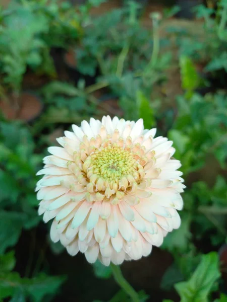 Bitki Adı Gerber Daisy — Stok fotoğraf