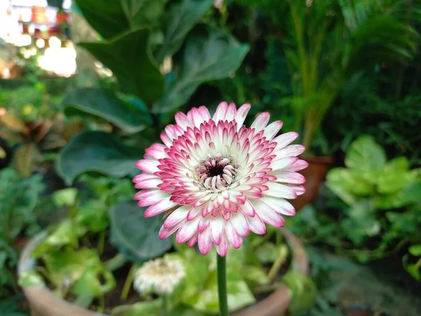 Plant Naam Gerber Daisy — Stockfoto