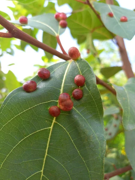 Название Растения Goolar Cluster Fig — стоковое фото