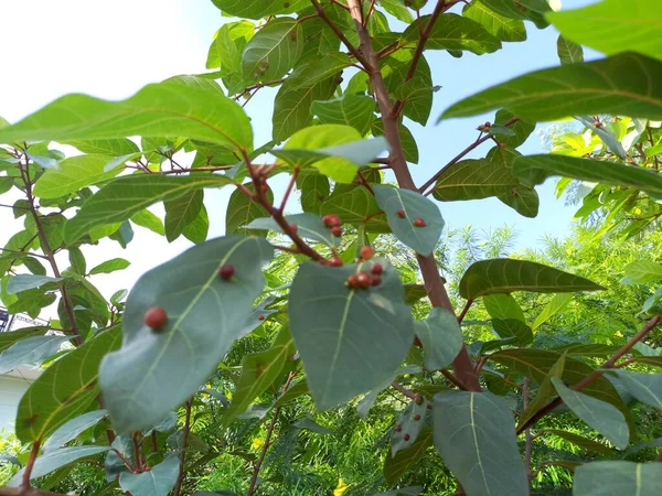 Nama Tanaman Adalah Goolar Cluster Fig — Stok Foto