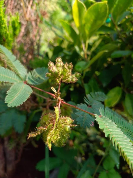 Växternas Namn Chhui Mui Känslig Växt — Stockfoto