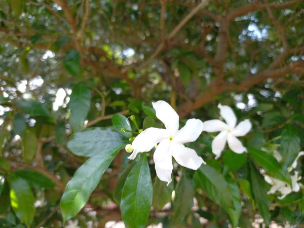 Nama Tanaman Adalah Chandani Crepe Jasmine Tabernaemontana Divaricate Stok Gambar