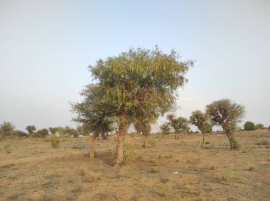 Bitki adı Khejri, Janti, Khandi, Prosopis Cineraria.