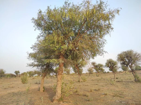 植物名はKhejri Janti Khandi Prosopis Cineraria — ストック写真