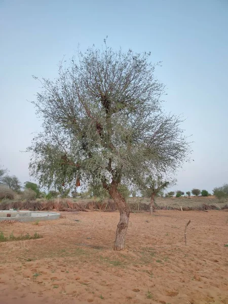 植物名はKhejri Janti Khandi Prosopis Cineraria — ストック写真
