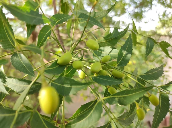 Plant Name Neem — Stock Photo, Image