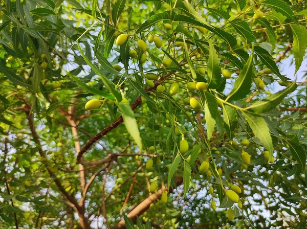 Nama Tanaman Adalah Neem — Stok Foto