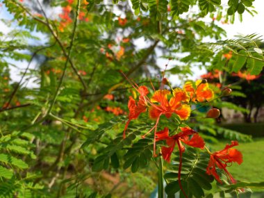 Bitki adı Tavuskuşu Çiçeği, Rajasthan, Hindistan 