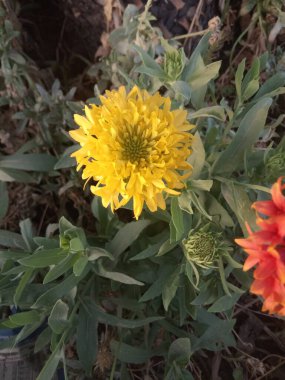 Bitki adı Hindistan battaniye çiçekleri. 