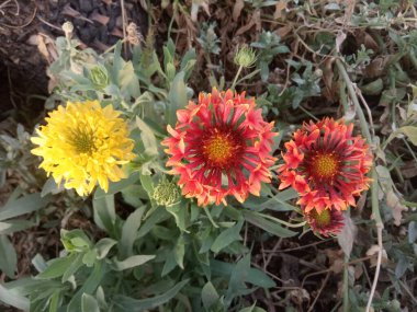 Bitki adı Hindistan battaniye çiçekleri. 