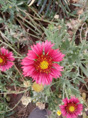 Bitki adı Hindistan battaniye çiçekleri. 