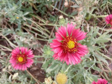 Bitki adı Hindistan battaniye çiçekleri. 