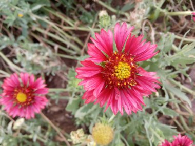 Bitki adı Hindistan battaniye çiçekleri. 