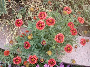 Bitki adı Hindistan battaniye çiçekleri. 