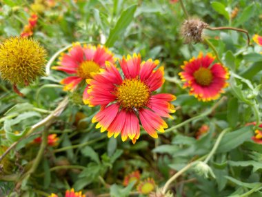 Bitki adı Hindistan battaniye çiçekleri. 
