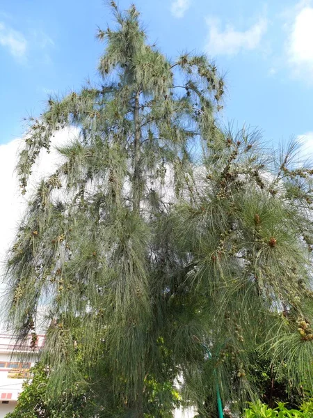 Nama Tanaman Adalah Junglisaru Bersiul Pinus — Stok Foto