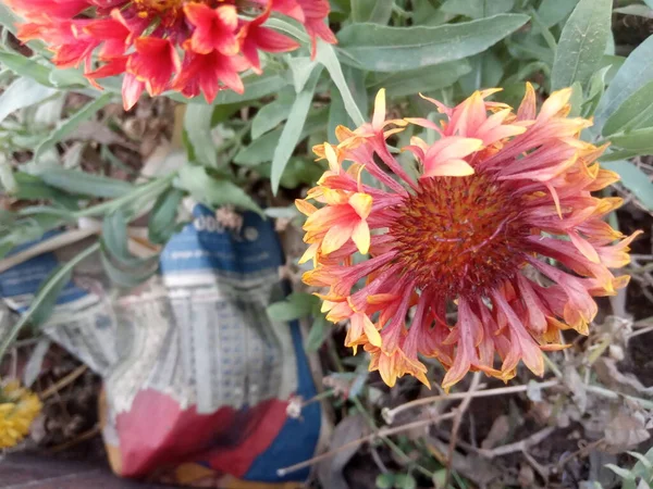 Bitki Adı Hindistan Battaniye Çiçekleri — Stok fotoğraf