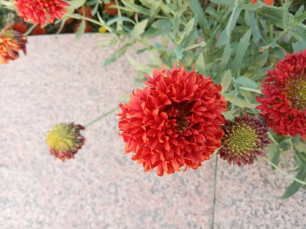 Nom Plante Est Fleurs Couverture Indienne — Photo